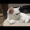 samanthawies276